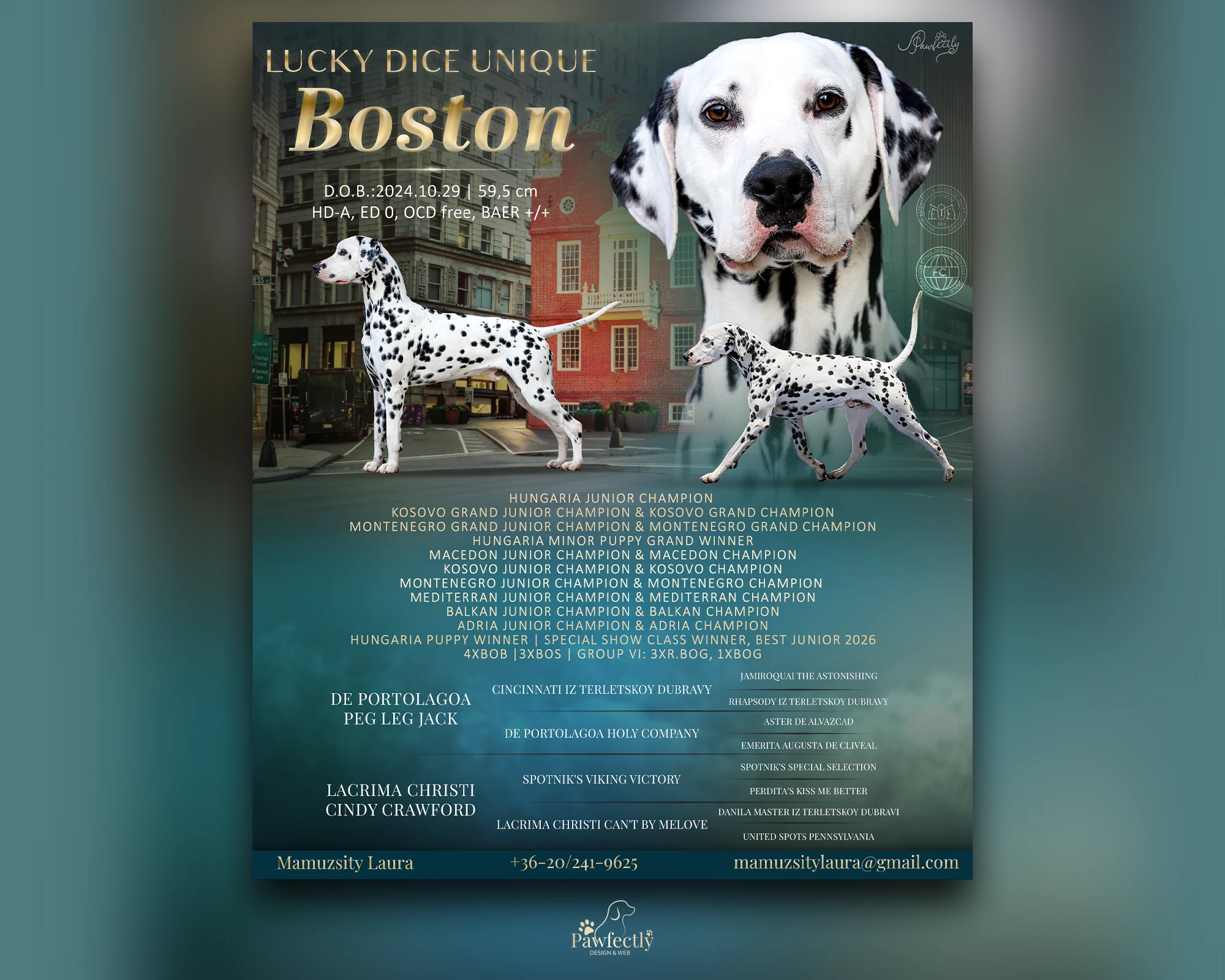 Dog Breeder - Stud Dog advert | Lucky Dice Unique Boston | Dalmatian