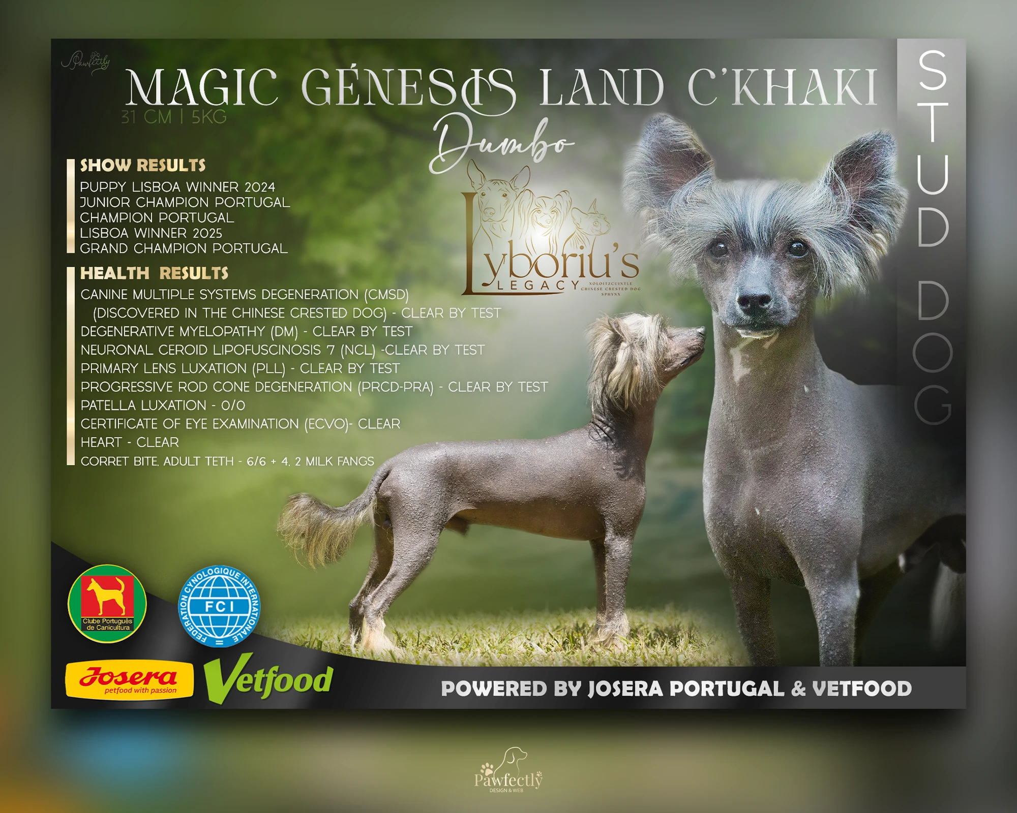 Dog Breeder - Stud Dog advert | Magic Génesis Land C'khaki | Chinese Crested Dog