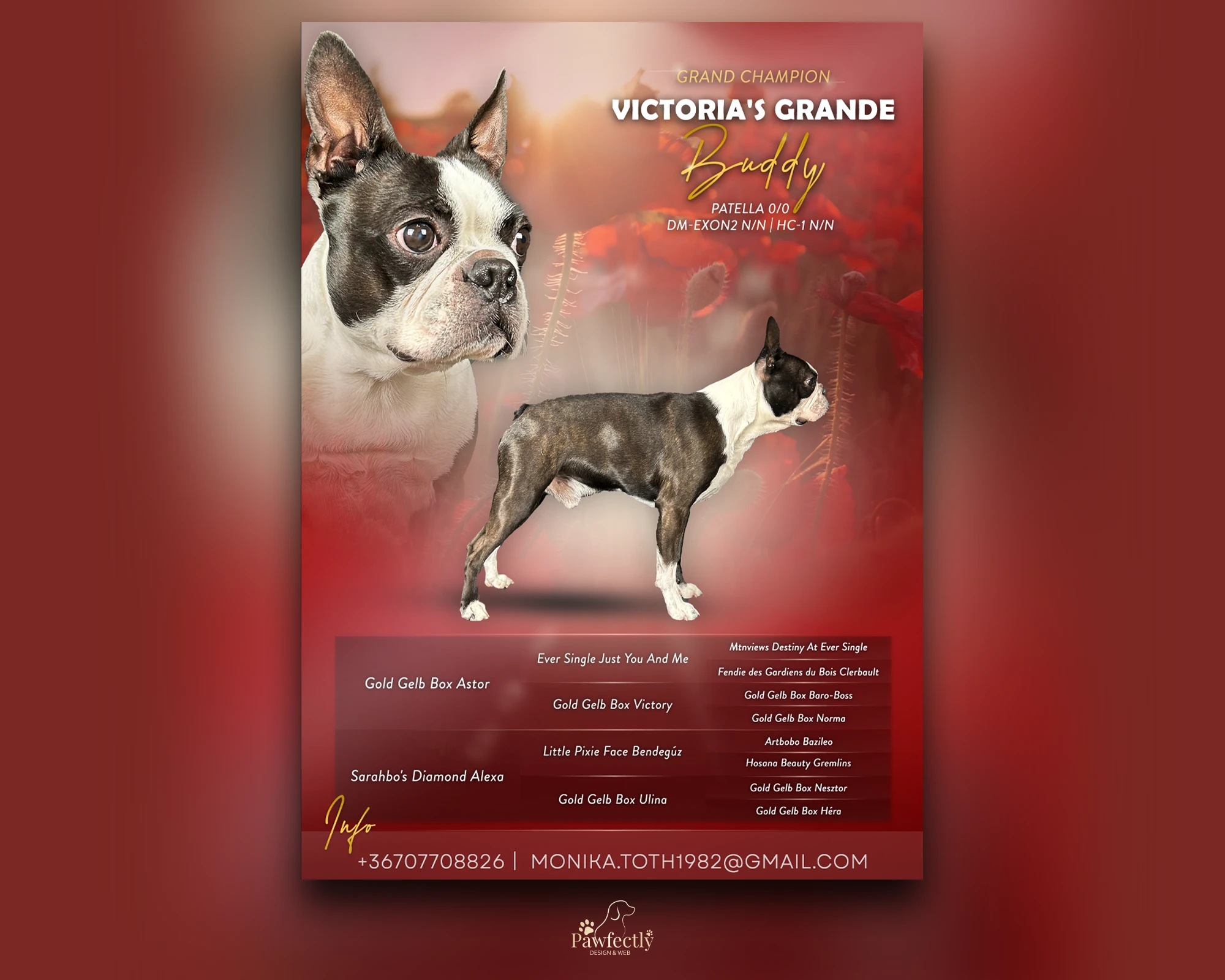 Dog Breeder - Stud Dog advert | Victoria's Grande Buddy | Boston Terrier