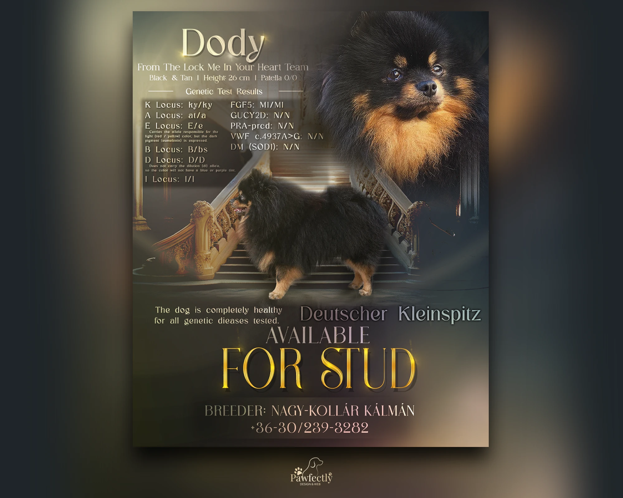 Dog Breeder - Stud Dog advert | Dody From the Lock me in your Heart Team | Spitz