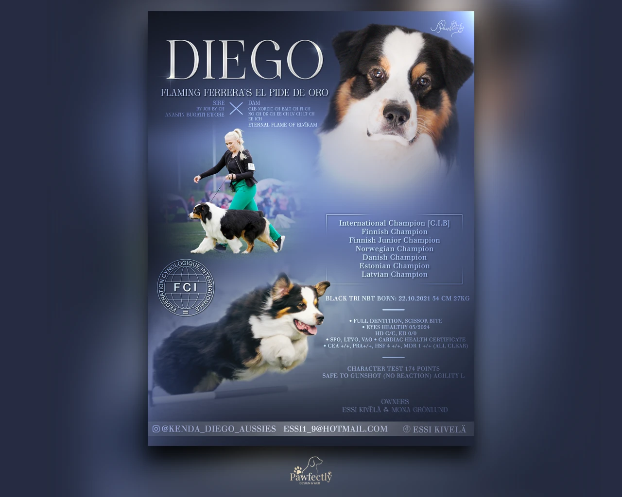 Dog Breeder - Stud Dog advert | Flaming Ferrera's el Pide de Oro | Australian Shepherd