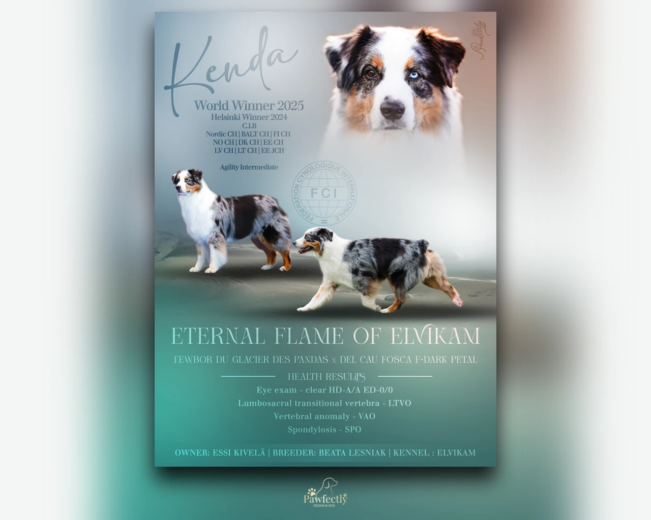 Dog Breeder - Stud Dog advert | Eternal Flame of Elvikam | Australian Shepherd