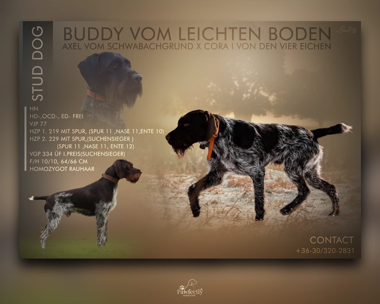 Dog Breeder - Stud Dog advert | Buddy vom Leichten Boden | German Wirehaired Pointer
