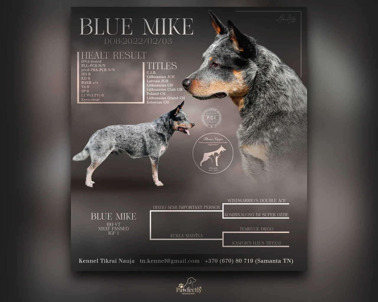 Dog Breeder - Stud Dog advert | Blue Mike | Australian Cattledog