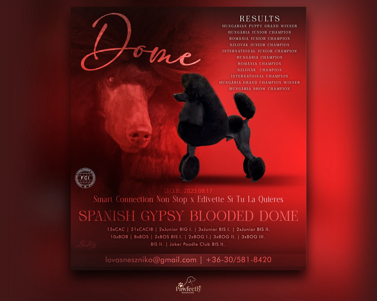 Dog Breeder - Stud Dog advert | Spanish Gypsy Blooded Dome | Standard Poodle
